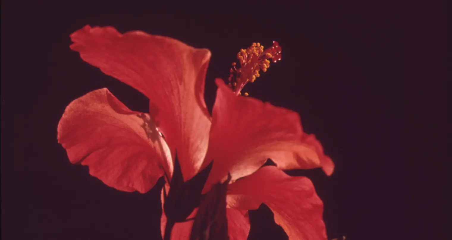 Fotografi närbild av röd blomma.